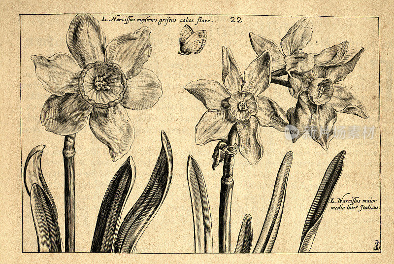 植物艺术印刷，宽叶水仙，水仙花，蝴蝶，Crispin de Passe，复古插图，17世纪